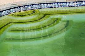 remove algae in your swimming pool