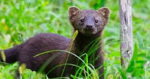 meet the fisher cat which isn t a