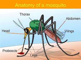 hiv or aids in mosquito bites