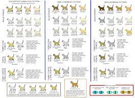 cat colors cat breeds chart