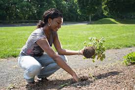 Top 6 Garden Mulch Benefits The Dirt Bag