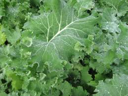 Delicious Nutritious Kale Guide To Different Varieties