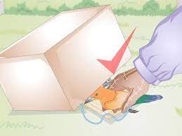 how to make a bird trap with pictures
