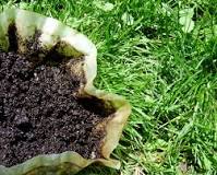 Can you put coffee grounds on the lawn?