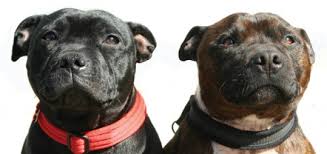 It was given the name staffordshire in reference to an area where it was very popular, to differentiate it from the other bull and terrier breeds. The Staffordshire Bull Terrier Modern Dog Magazine
