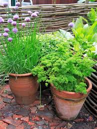 Herb Container Planting Ideas