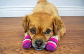 9 best dog socks both cute and practical