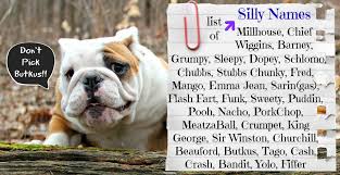 Hundreds of male and female french bulldog names. The Best Lists Of Names For Your New English Bulldog