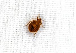 Dealing With Bed Bugs In The Summer
