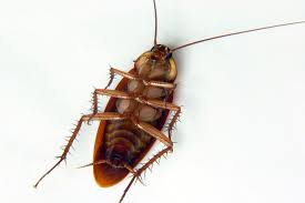 With this article, you will be able to take a much closer look at water bugs and cockroaches and effectively identify the differences between the two. How To Get Rid Of Roaches In Your Garage