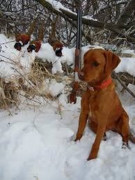 She is very agile and a fast runner. Collaboration With Iowa Red Labs Bell S Labradors