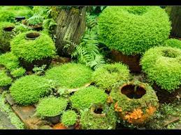Moss Gardens And All Their Benefits