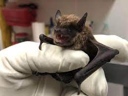 Owning a pet means cleaning up after them. Can You Keep Bats As Pets At Your Home Pets Nurturing