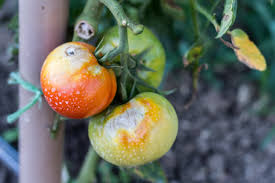 Droopy toms can be misleading, a bit of a trap. Ask Modern Farmer What S Wrong With My Tomato Plants Modern Farmer