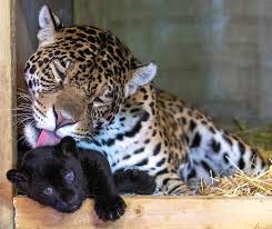 rare black baby jaguar born at the big