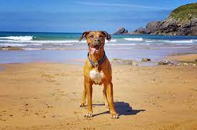 atlantic beach dog friendly beach in