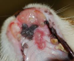 feline eosinophilic granuloma skin