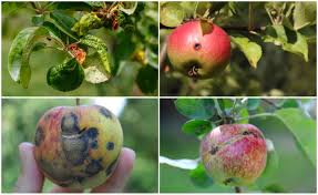 common apple tree problems how to fix