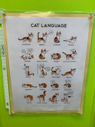 This Cat Language Chart At My Local Humane Society
