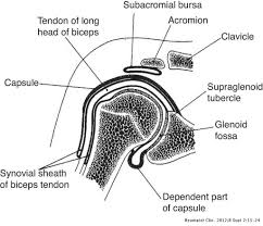 • during abduction of the shoulder joint, the supraspinatus tendon is exposed to friction against the acromion. Clinical Anatomy Of The Elbow And Shoulder Reumatologia Clinica