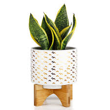 Get your garden on with planters and pots for both indoors and out. Greenaholics Medium Plant Pot 5 5 Inch Cylinder White Ceramic Planter With Arched Bamboo Stand For Small Herb Snake Plant Seedling Buy Online In Solomon Islands At Solomon Desertcart Com Productid 183241152