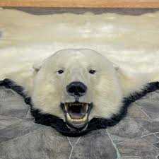 polar bear full size taxidermy rug