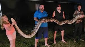 Serious, analytical, confident and intuitive, snakes are the male members in your family will be vulnerable. Family Finds 16 Foot 300 Pound Python In Hardee County Wfla