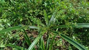 Rumput teki adalah salah satu tumbuhan yang lebih dikenal sebagai gulma karena keberadaannya sering mengganggu pertumbuhan tanaman lain. Rumput Stock Video Footage 4k And Hd Video Clips Shutterstock