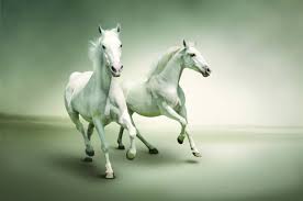 hd desktop wallpaper horses running