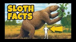 fun facts about sloths 10 interesting