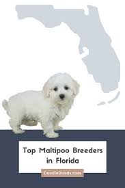maltipoo puppies in nc from