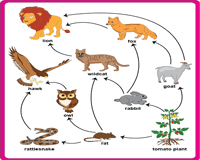 Food Chain Worksheets Ecosystem And The Food Web
