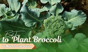 Plant Broccoli In North Ina