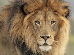 Physically, lions are a tawny golden color, and are the only cats whose sexes can be told apart at a distance. Conservatives Break Pledge To Ban Lion Hunt Trophies From Being Imported Into Uk The Independent The Independent