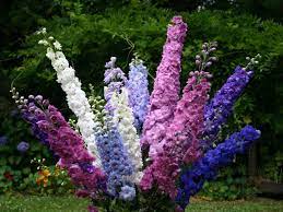 Тези цветя могат да направят чудеса с настроението ви, а и се отглеждат относително лесно. Nepretenciozni Cvetya Za Gradinata Sveti Za Izbor Na Krasivi Rasteniya Za Nachinaeshi 120 Snimki