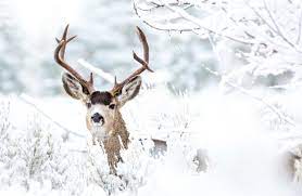 Deer Snow Winter Wallpapers - Wallpaper ...