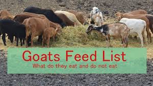 Goats Feed List What Do Goats Eats And Dont Eat Farming