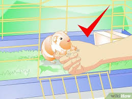 your guinea pig comfortable in its cage
