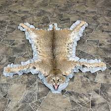 bobcat full size taxidermy rug