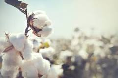 organic vs Egyptian cotton
