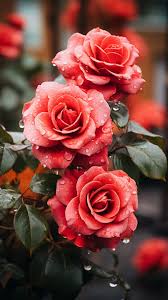beautiful rose flower aesthetics 157