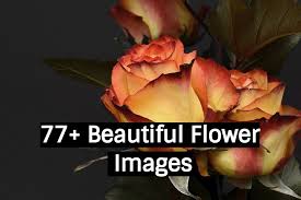 Following is a hd wallpaper collection of cute innocent lovely and beautyful baby images with large size. 77 Beautiful Flowers Images Photos Wallpapers Download