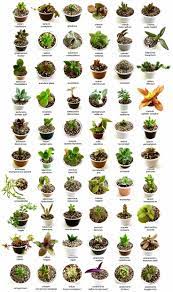 But there does come a point where, if you let the plant go too. Identify What Types Of Succulents You Own Succulent Plants Uk