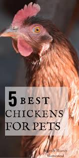 Bantam chickens are the introduction to chickens for a lot of people. 5 Of Our Favorite Best Chickens For Pets Chicken Breeds Pet Chickens Raising Turkeys