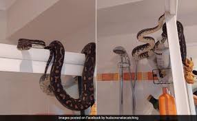 enormous python lounging atop shower