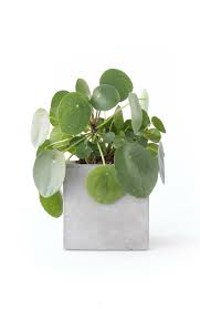 We did not find results for: Pilea Peperomioides Troubleshooting Q A Clever Bloom