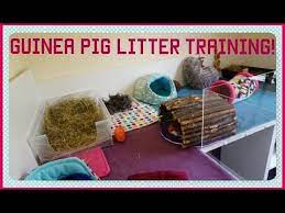 litter trained guinea pigs