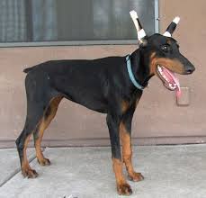 Convenient payments are just a click away! Puppies Doberman Pets And Animals For Sale San Diego Ca