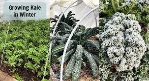 Growing Kale In Winter How To Plant