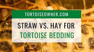 straw or hay as tortoise bedding do s